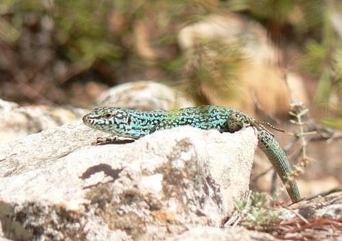 43- Lezard de Formentera 